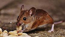 24 Hour & Emergency Exterminators in La Prairie, IL